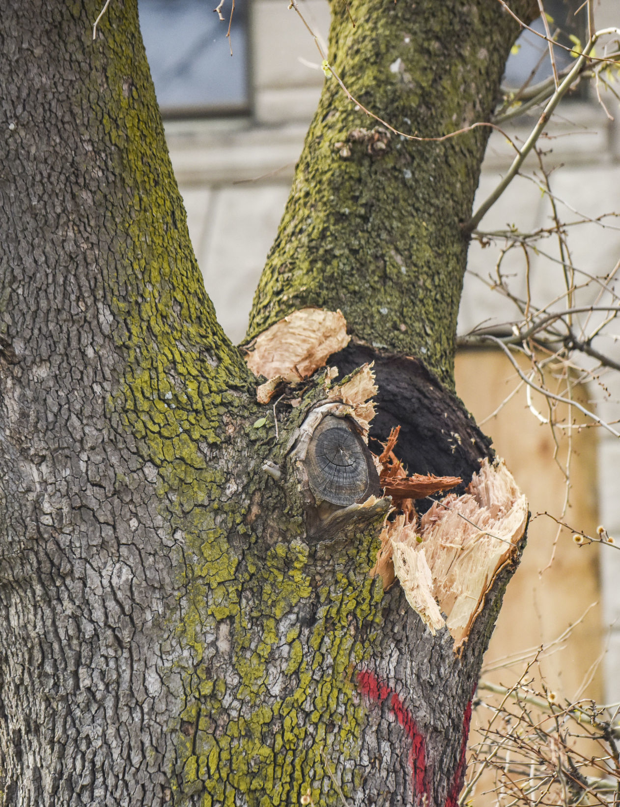 042619-mda-nws-courthousetree-02.jpg